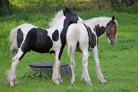 two ponies standing on grass field