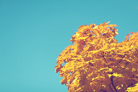 photo of yellow leaf tree