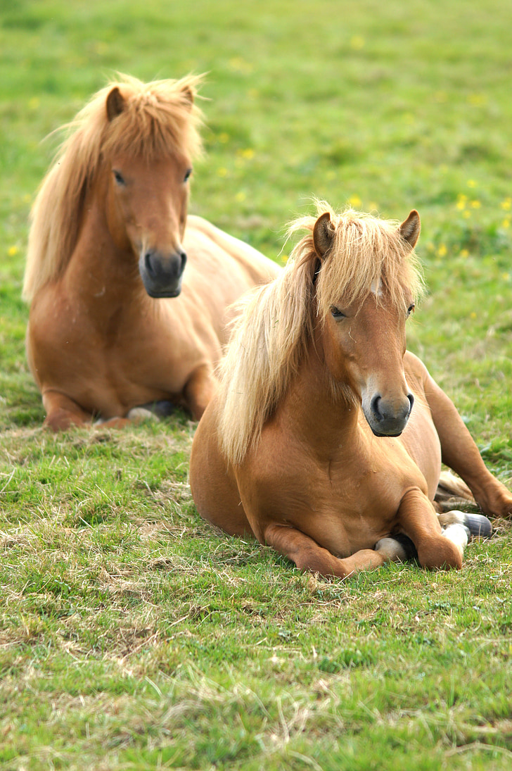two brown horses resting on grass field