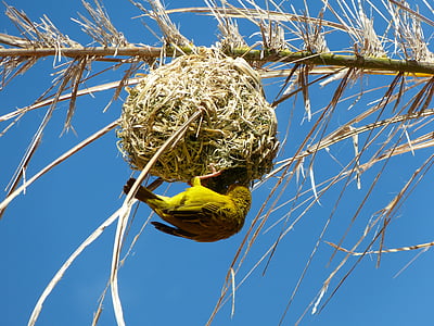 bird holding bird nest