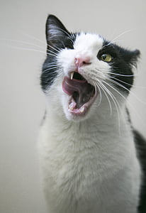 selective focus photography of tuxedo cat