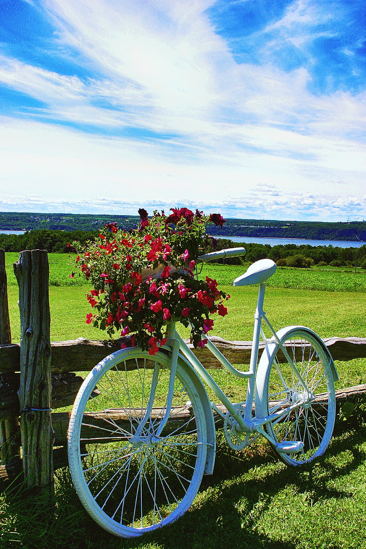 Royalty Free Photo Bicycle With Flowers On Basket Pickpik