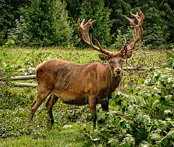 brown moose standing on green grass behind trees
