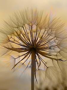 shallow focus photograoh of dandelion