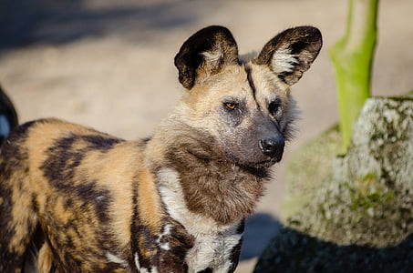 adult black and tan African dog