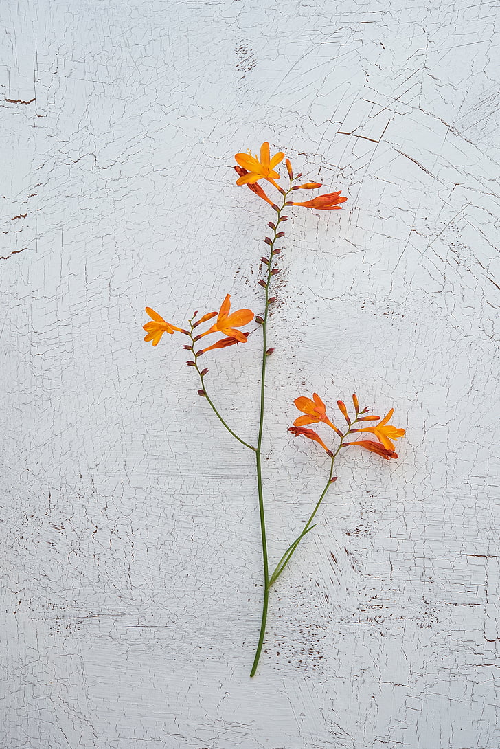 orange lilies in bloom on gray surface