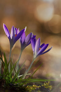 close up photography of three purple petaled flowers