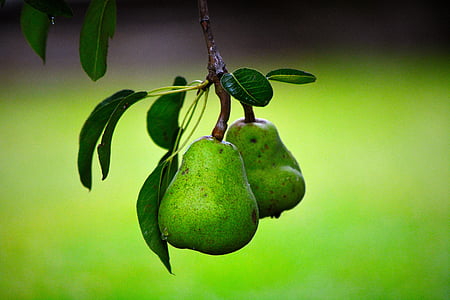 photography of two green Pear fruits