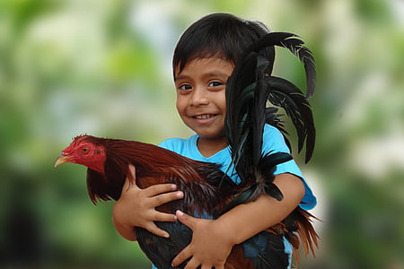 boy wearing blue t-shirt holding red and black rooster