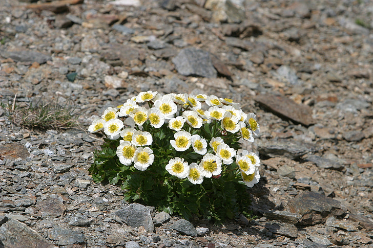 white and yellow petaled flowers surrounded with gravels