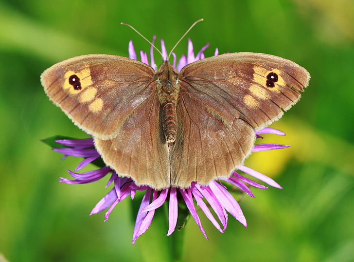 brown butterfly on purple petaled flower photography