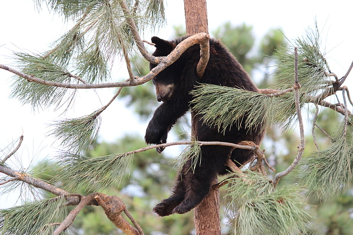 grizzly bear on tree branch during daytime