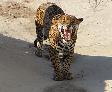 leopard on gray sand