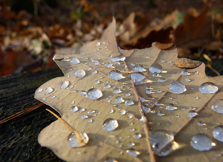 focus photography of dried leaf with droplets