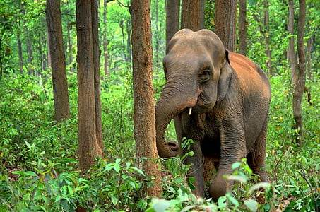 young elephant at jungle