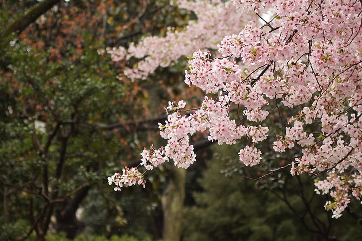 selective focus of cherry blossoms