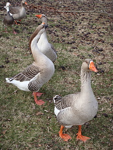 three gray-and-orange ducks