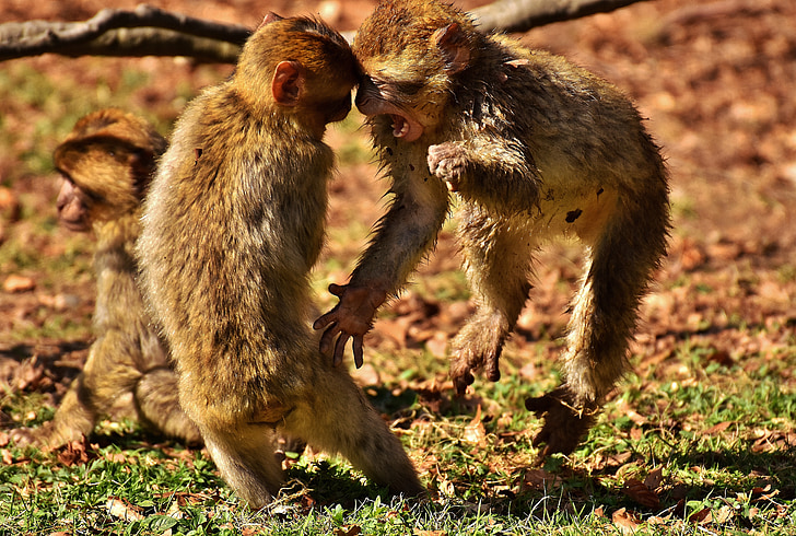 two monkey playing on field