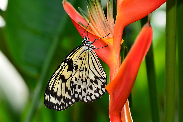 white and black butterfly on red flower