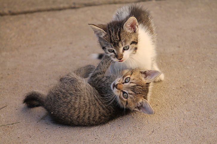two brown tabby kittens