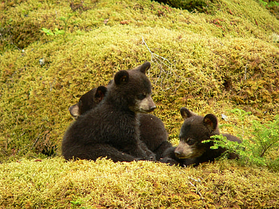 photo of three black bear cubs