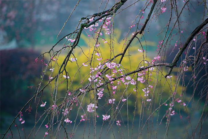 pink cherry blossom tree at daytime