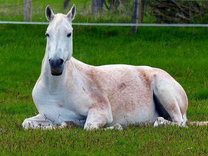 white horse lying on green grasses