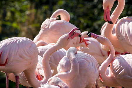 white flamingos