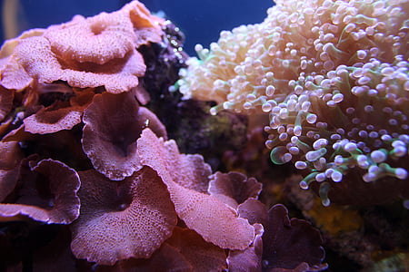 pink and beige corals