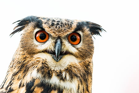 brown and black owl closeup photography