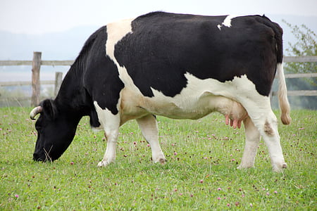 white and black dairy cow