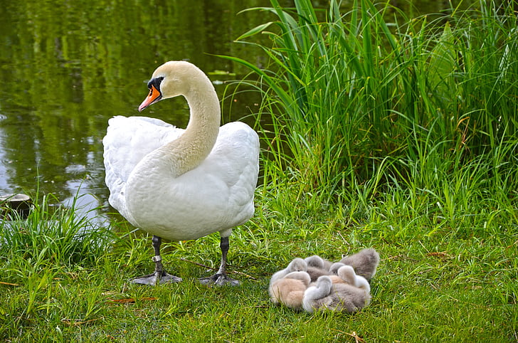 white swan beside white duck chicks near river