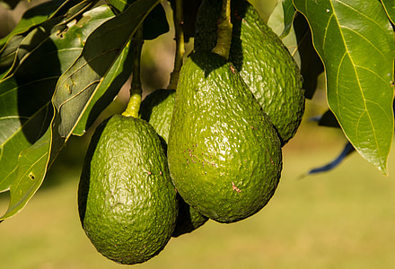 green avocado photography