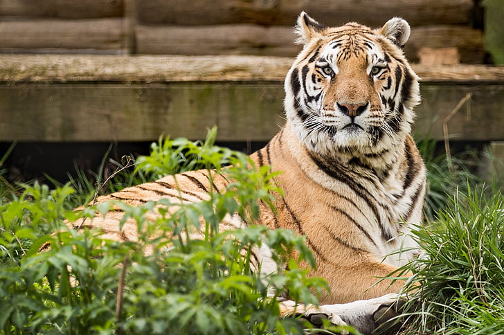 Bengal tiger on grass field