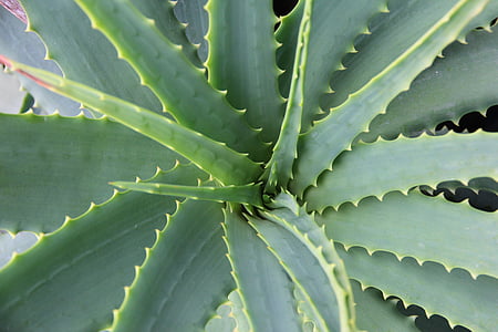 closeup photo of green needle leaf plant