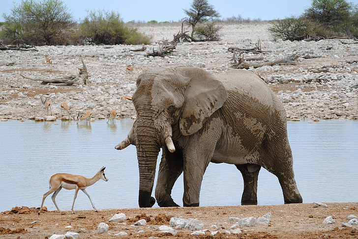 elephant and reindeer on field during daytime