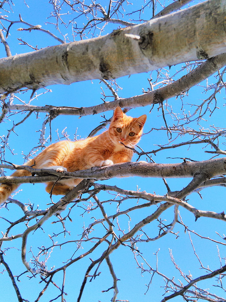 orange tabby cat on tree branch under blue skies during daytime