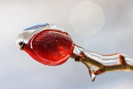red fruit with water dew
