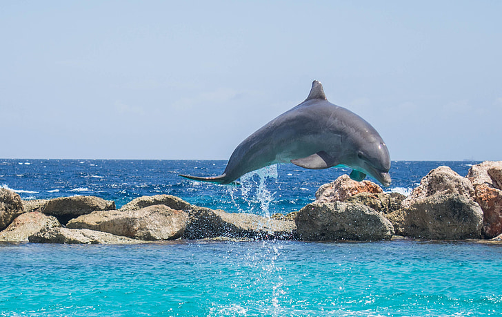 dolphin leaping on water