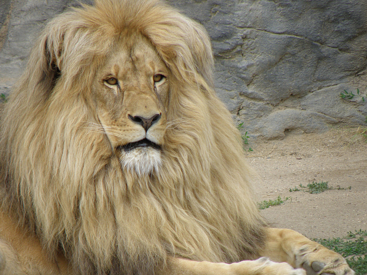 selective focus photography of lion lying near gray rock