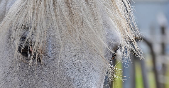 horse eyes
