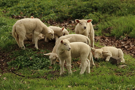 sheeps on grass field