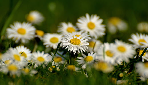 selective focus photography of bed of white daisy flowers