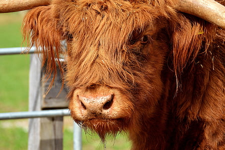 shallow focus photography of highland cow