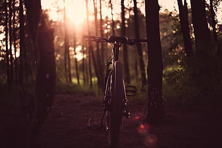 golden hour photography of bicycle in forest
