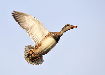 photo flying brown and beige duck