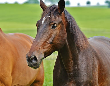 closeup photography of brown horse at daytime
