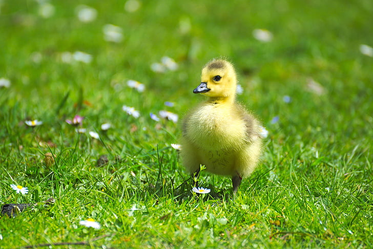 white duckling on green grass