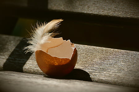 photo of cracked egg with feather