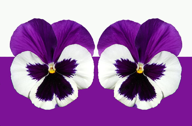 purple and white flowers